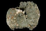 Iridescent, Pyritized Ammonite Fossil - Russia #181219-1